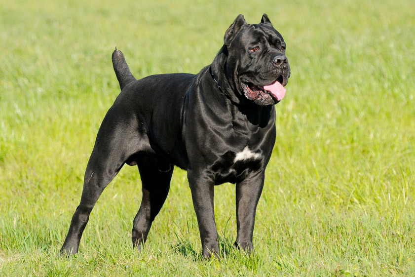 Photo of Tyson del Rosso Malpelo