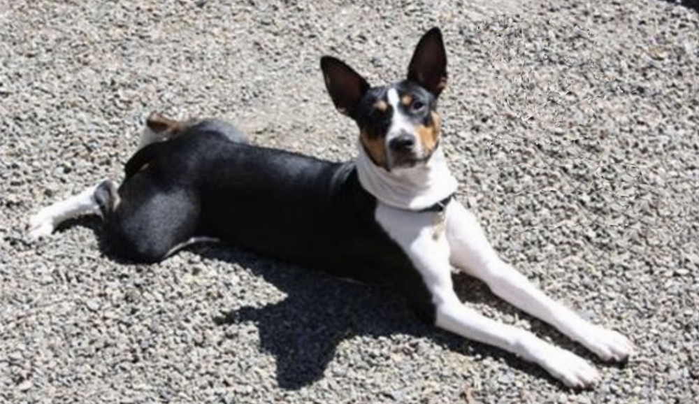 Photo of Clan Clark’s Reggie