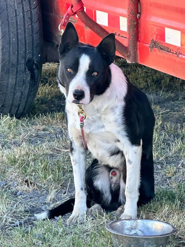 Photo of SPADE ABC 531614