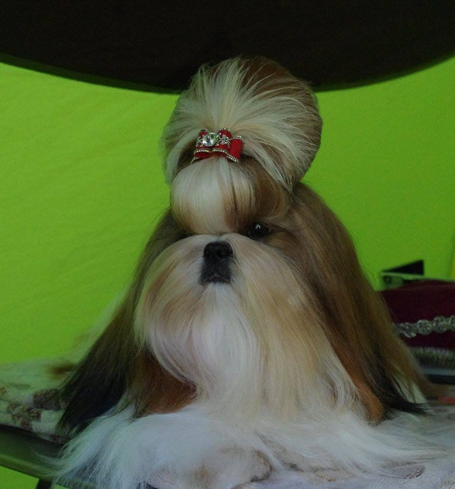 Photo of AMBER FACE EMANUELA