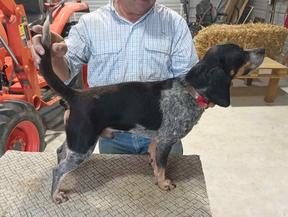 Photo of Cloud Creek Atta Boy Ace