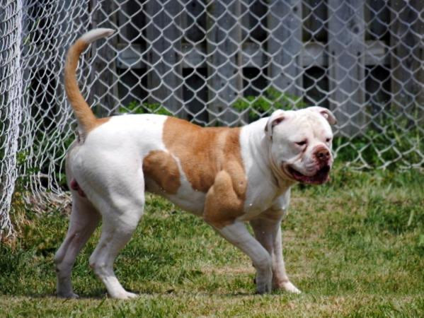 Photo of Headturner's Ruthless Red