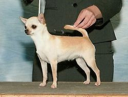 Photo of Knockout Fireball