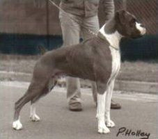 Photo of Steynmere Golden Link