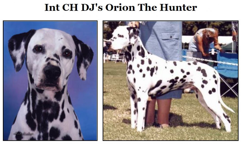 Photo of DJ's Orion The Hunter