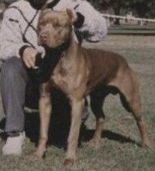 Photo of Morgan’s Stardust