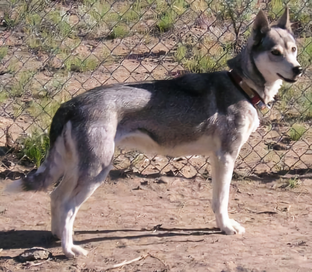 Photo of Northomes Silver