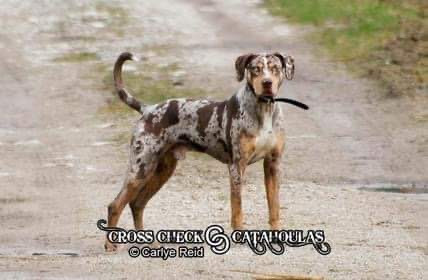 Photo of Cross Check's Wesson