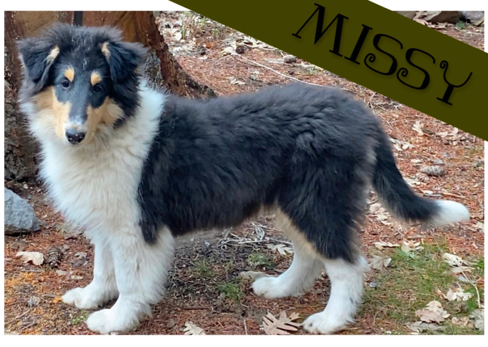 Photo of Missy