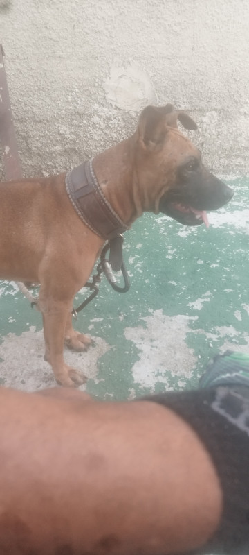 Photo of Diana ll de Arsenal Pit Dogs