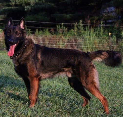 Photo of HOK9's Salem