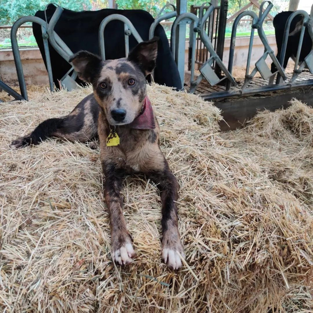 Photo of Waldlaif Pip