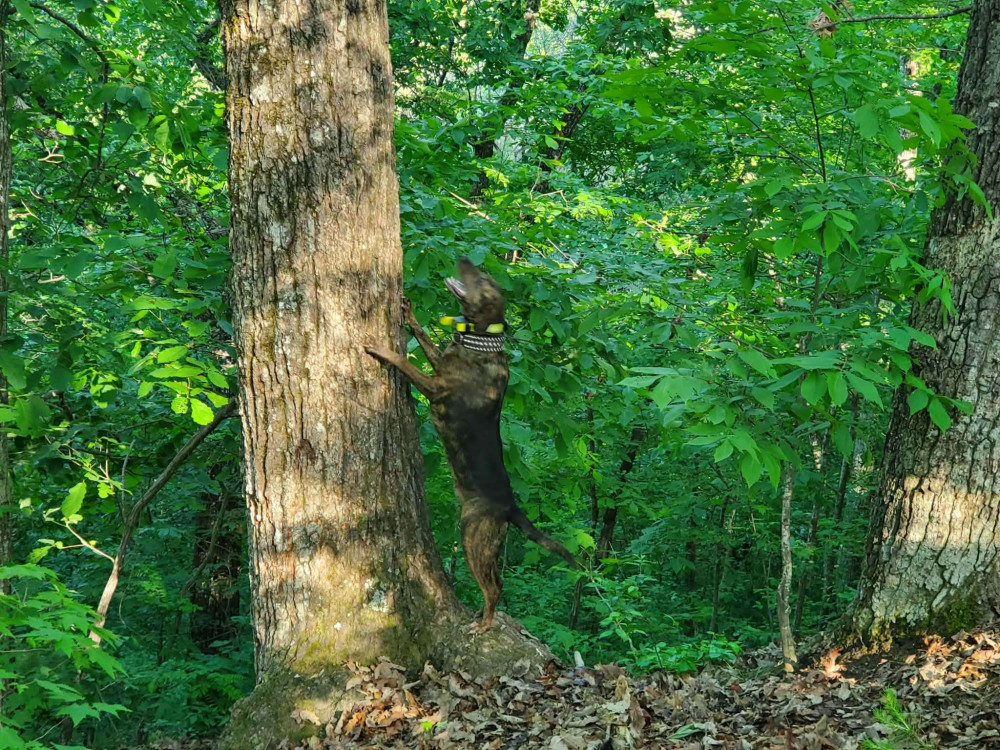 Photo of Hickory Spring Diva