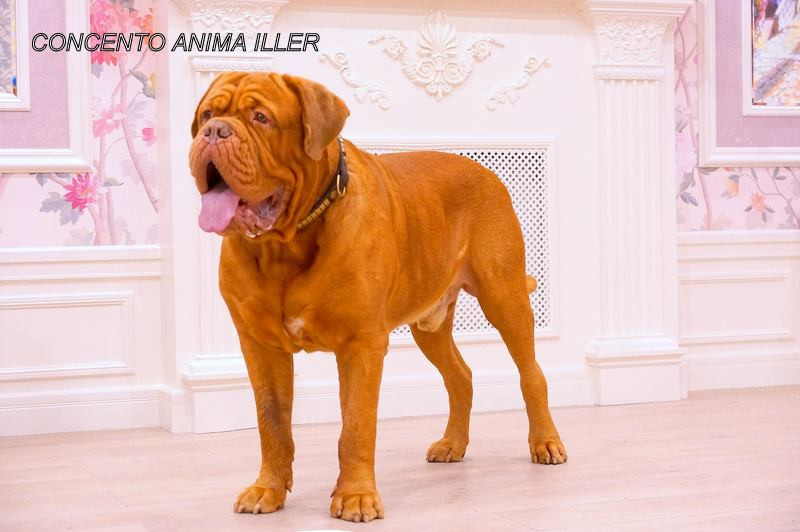 Photo of Concento Anima Iller