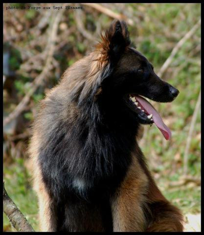 Photo of Titus de Sofira d’Alsace