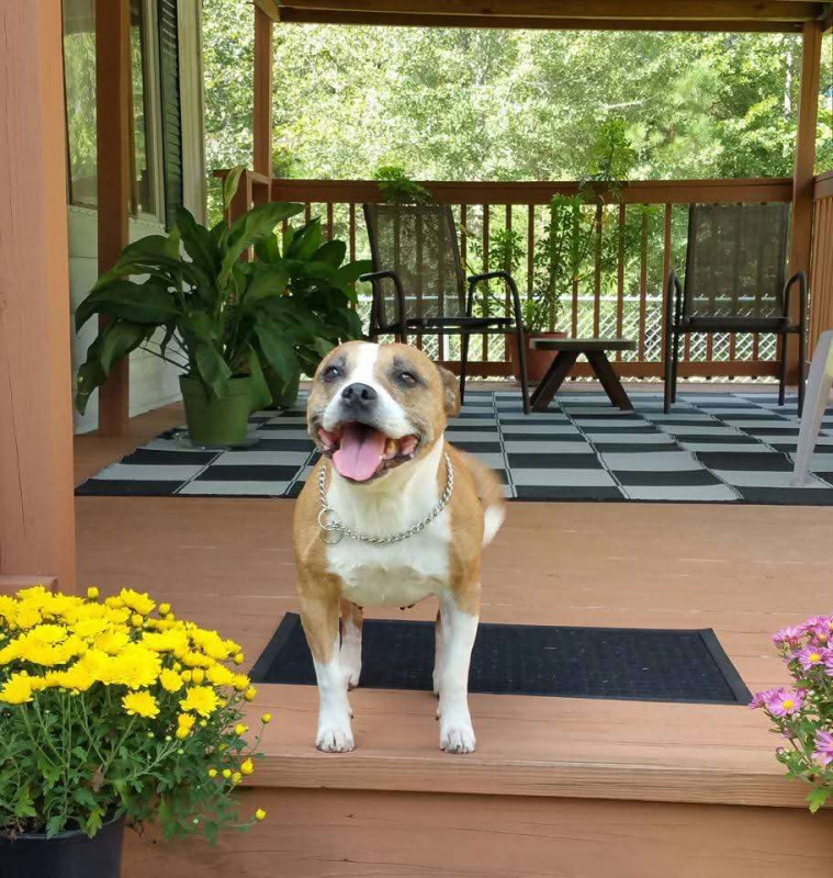 Photo of Donnybrook Dorable Darla