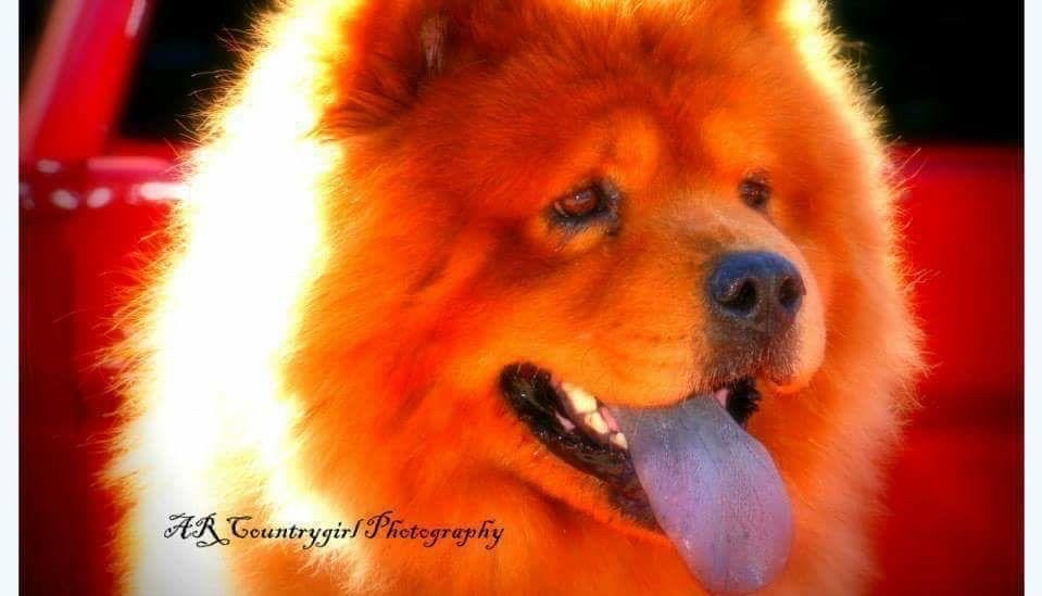 Photo of Orso Goodwin