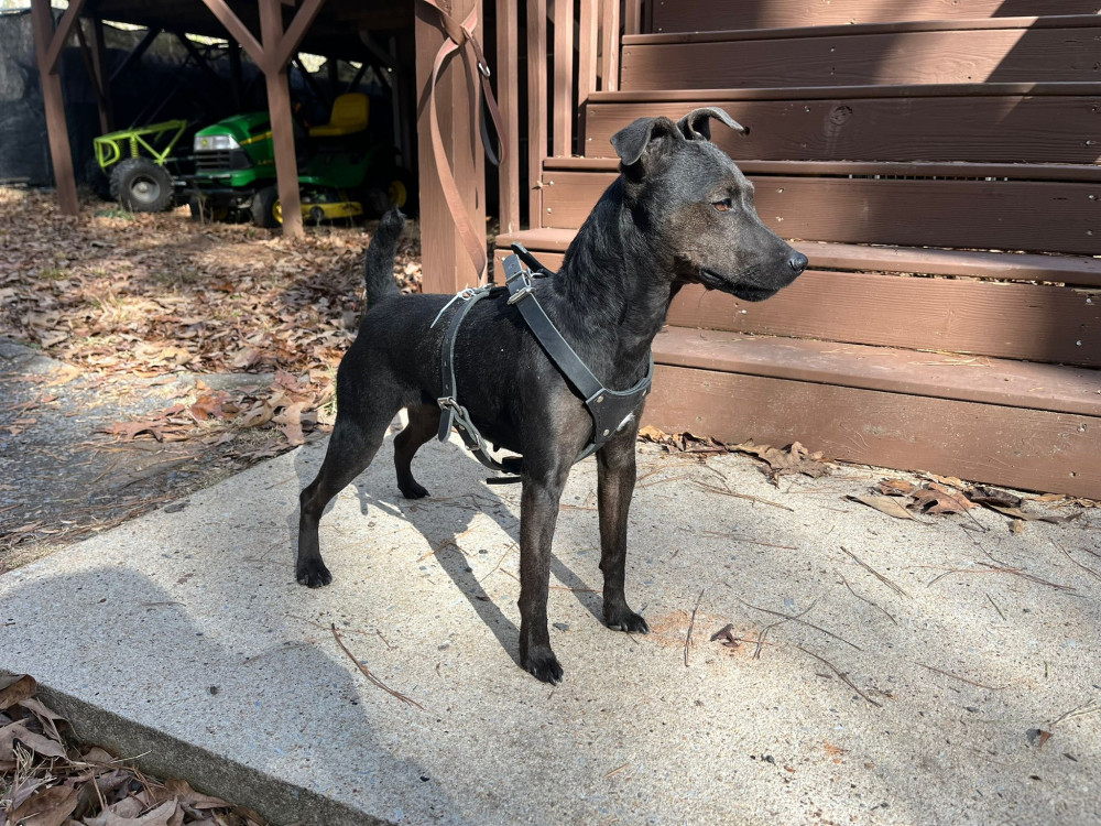 Photo of Ashlock's Cora