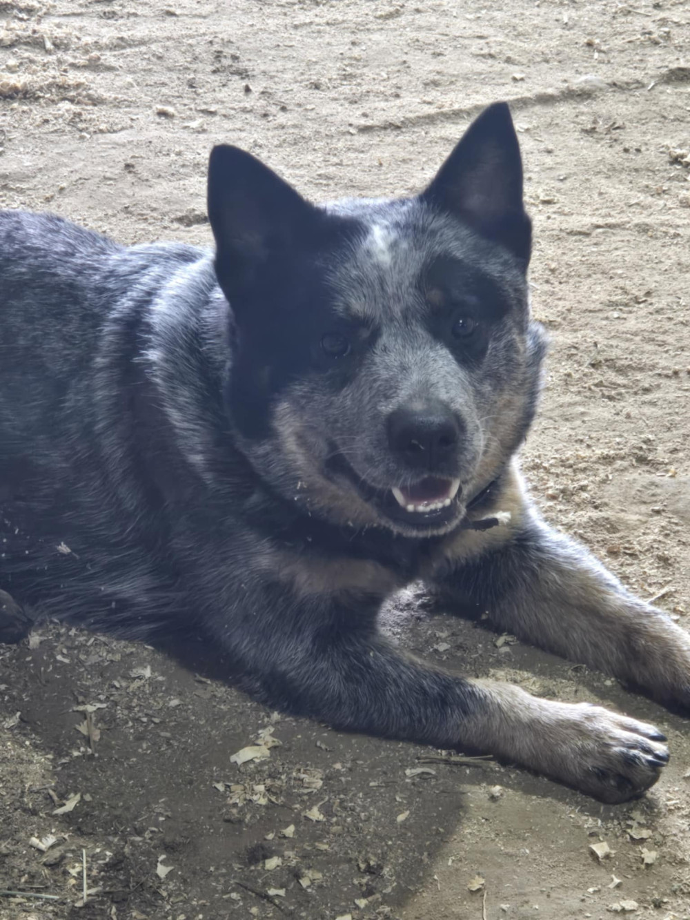 HeelerHills Howls At Dark