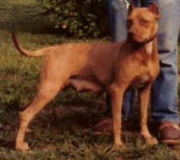 Photo of PRITTS' HARLET
