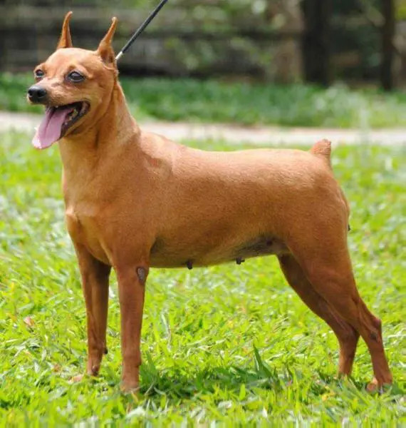 Photo of Bella do EUFELINE