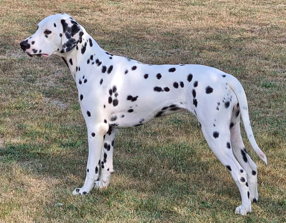 Photo of Spot'Alot Girasole