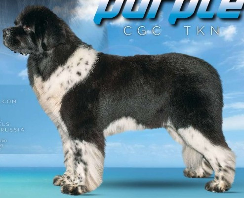 Photo of Piternyuf Deep Purple