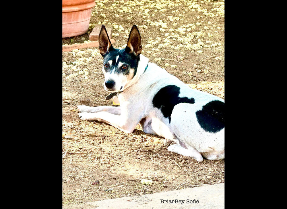 Photo of BriarBey's Sofie
