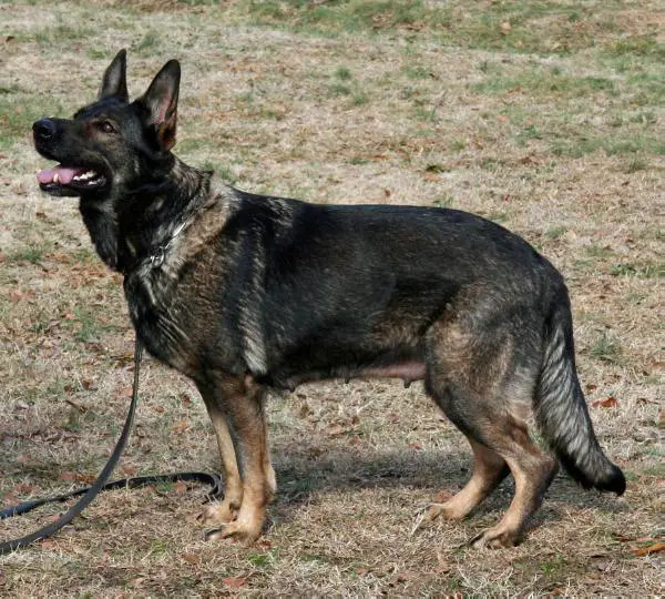 Photo of LOCKLEAR'S LADY