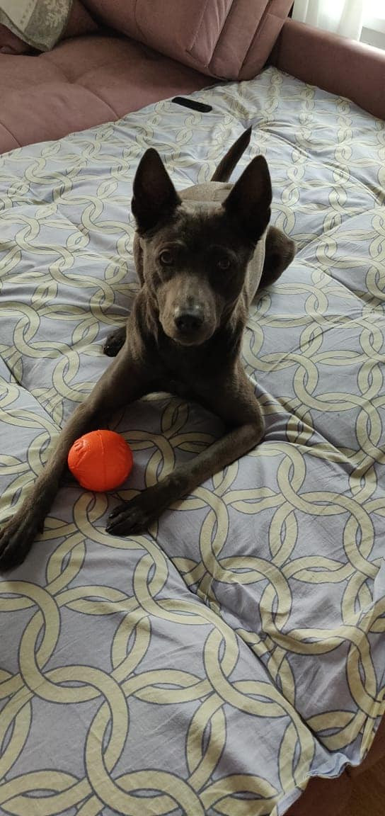 Photo of Kosumi