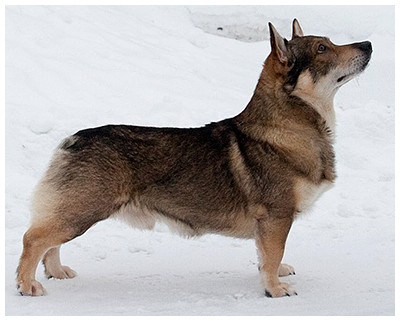Photo of Konnunkodon Elendil