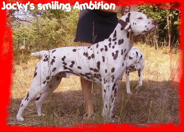 Photo of Jacky's Smiling Ambition