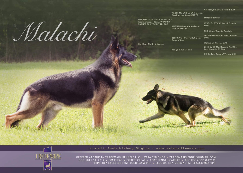 Photo of Kenlyn's Malachi