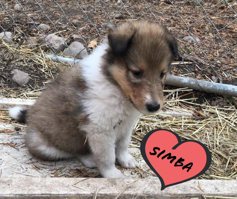 Photo of Simba (Harry)