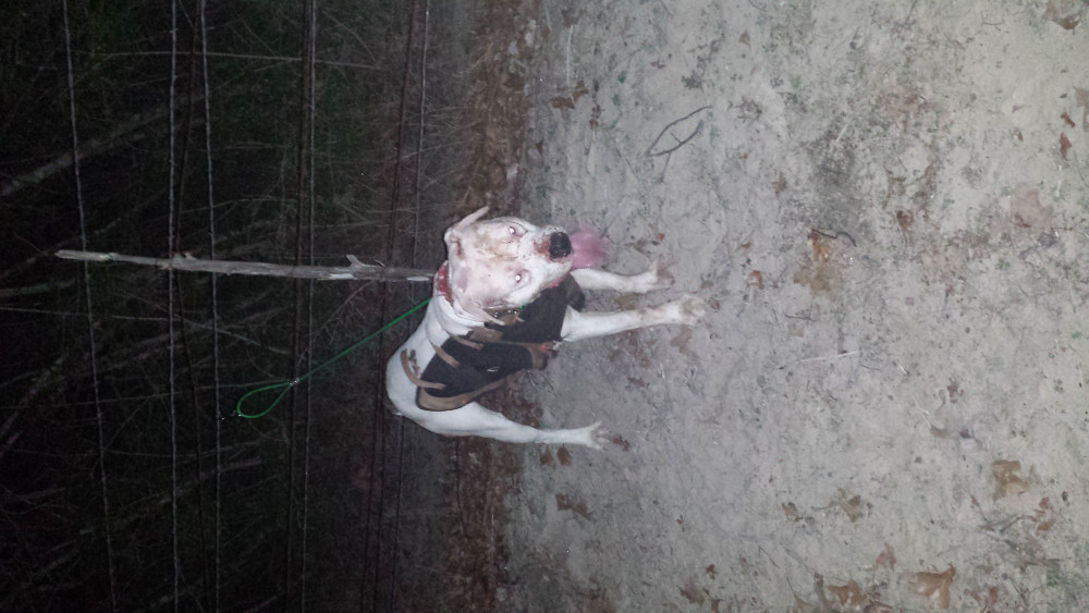 Photo of McQueen's Ruger