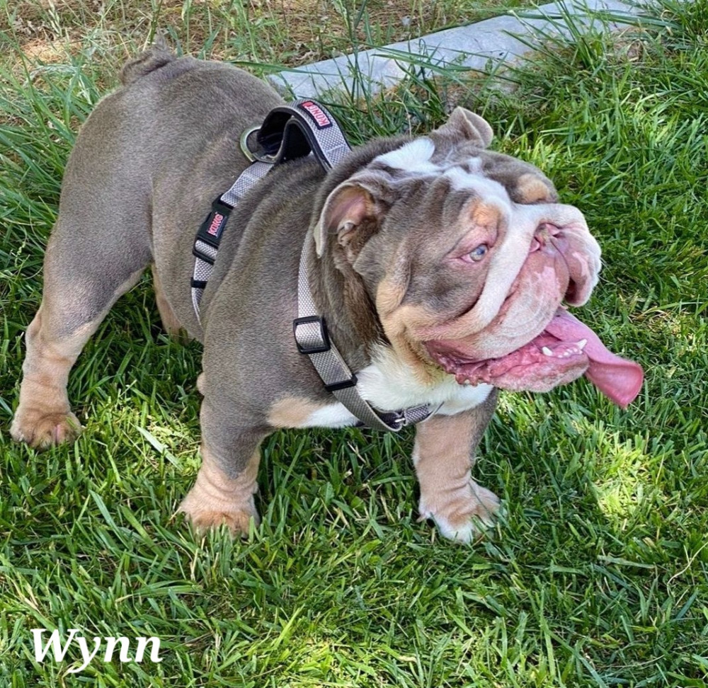 Photo of Marquezbulls Wynn