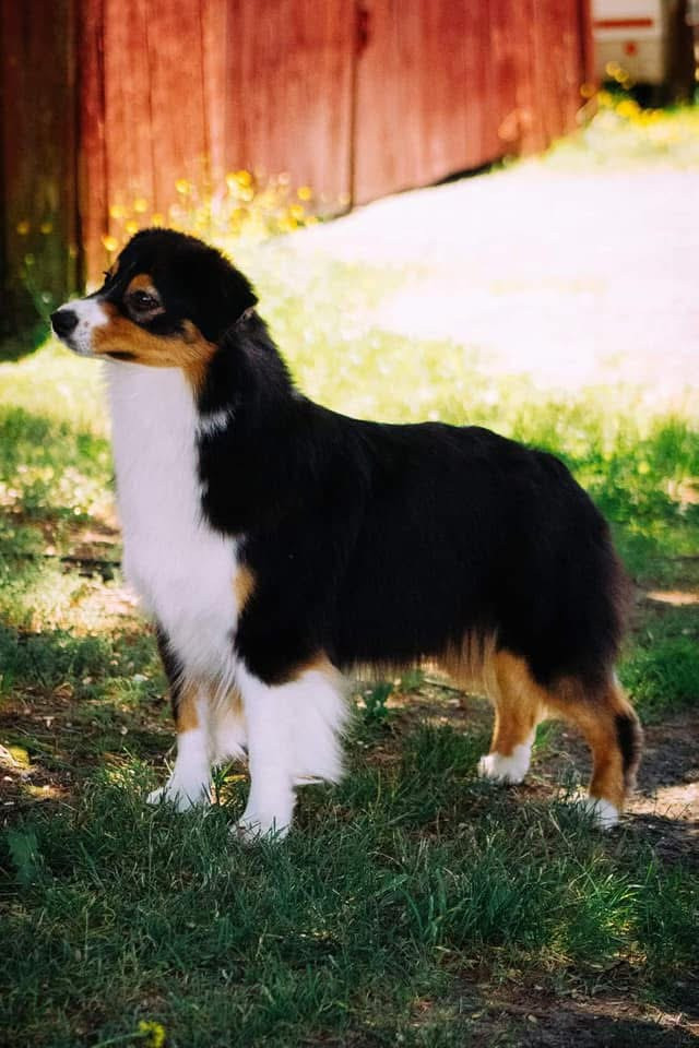 Photo of Alias' Wicked Pissah