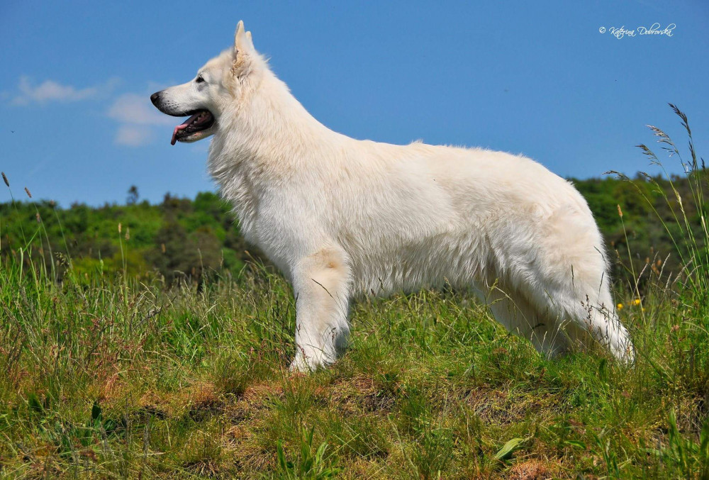 Photo of Ares Callidus Eiwy-wolf