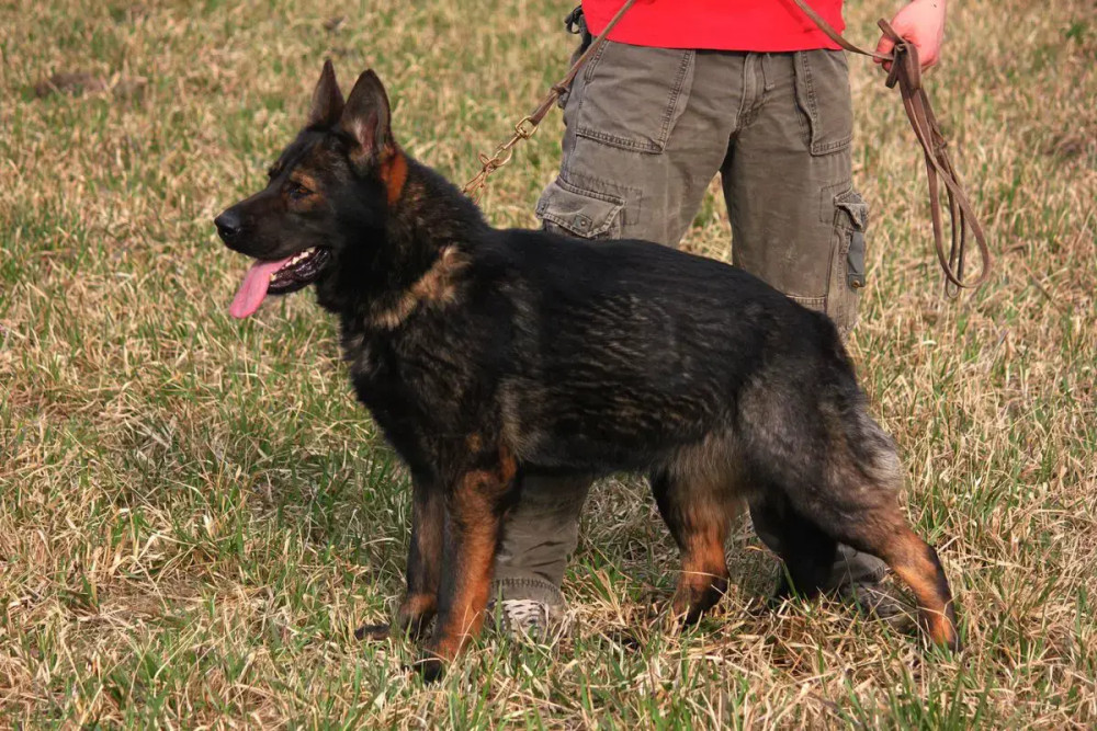 Photo of Afra Stasi