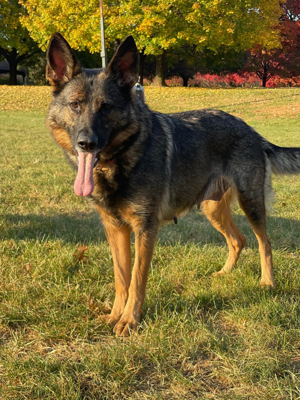 Photo of Arya von Timber