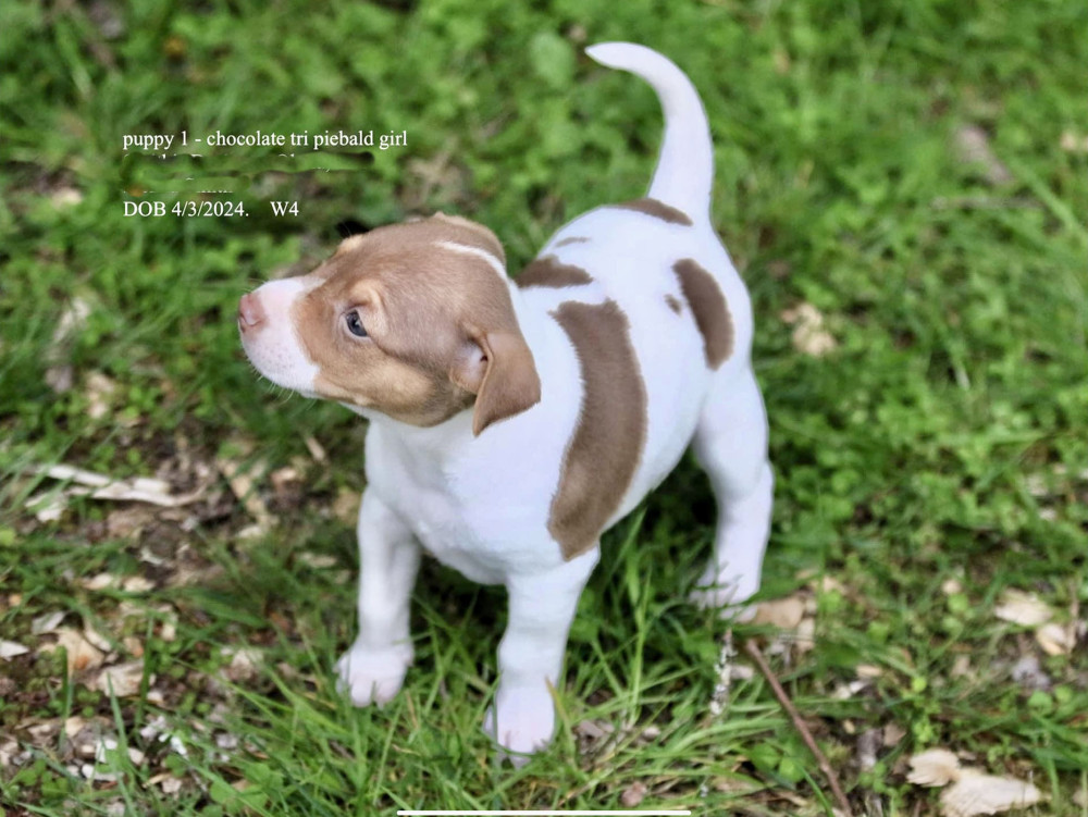 Photo of Smith’s Daisy Mae