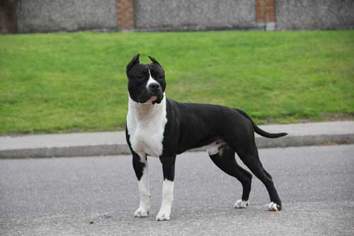 Photo of Royal Courts Lone Star Logan