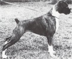 Photo of Carinya Petticoat