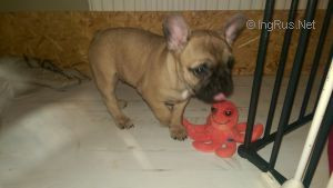 Photo of LEON THE GREAT