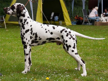 Photo of Dotdog's Anthony