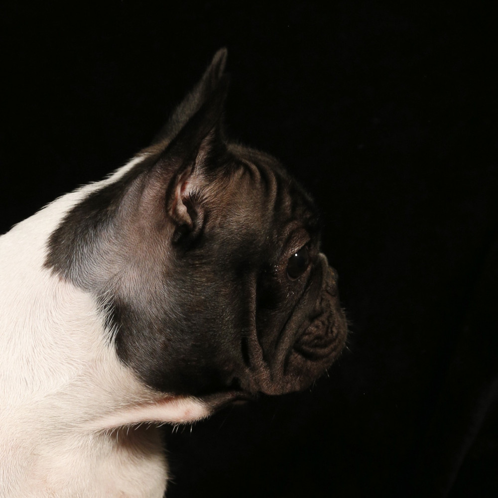 Photo of Berenice