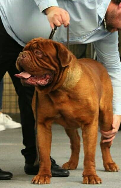 Photo of Falco Bejby Bordo