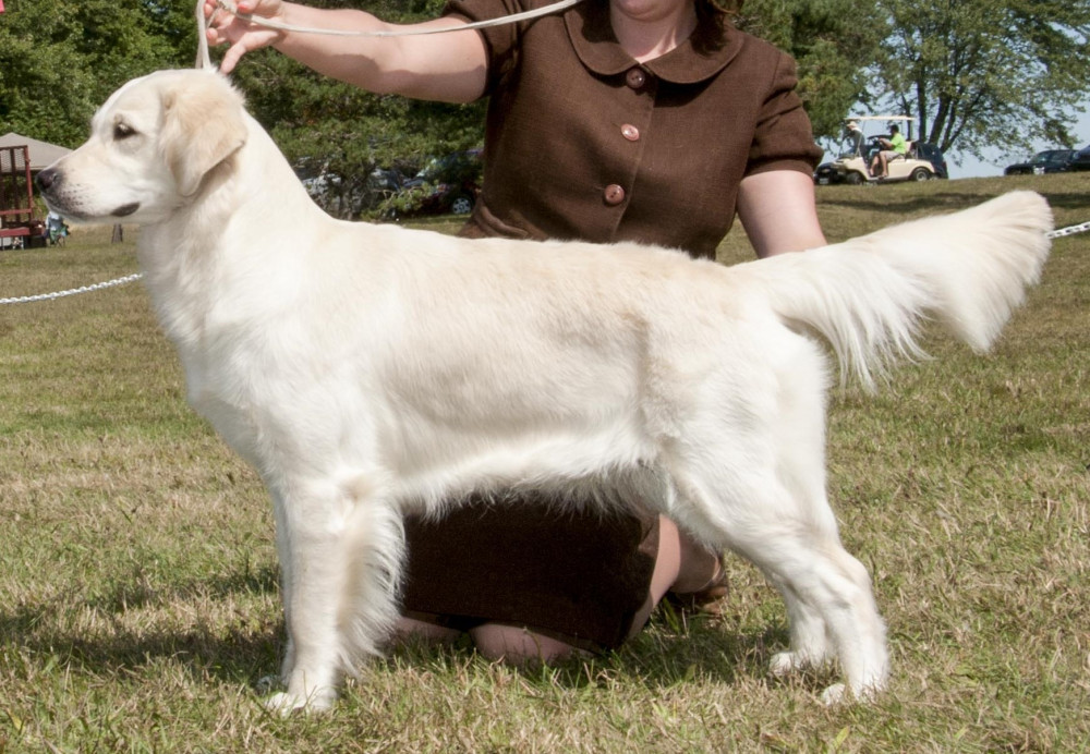 Photo of NORSEHAVEN'S LITTLE BEAR