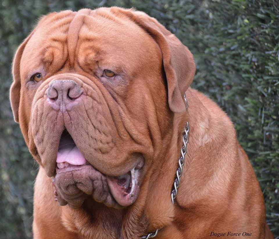 Photo of Nash Dogue Force One
