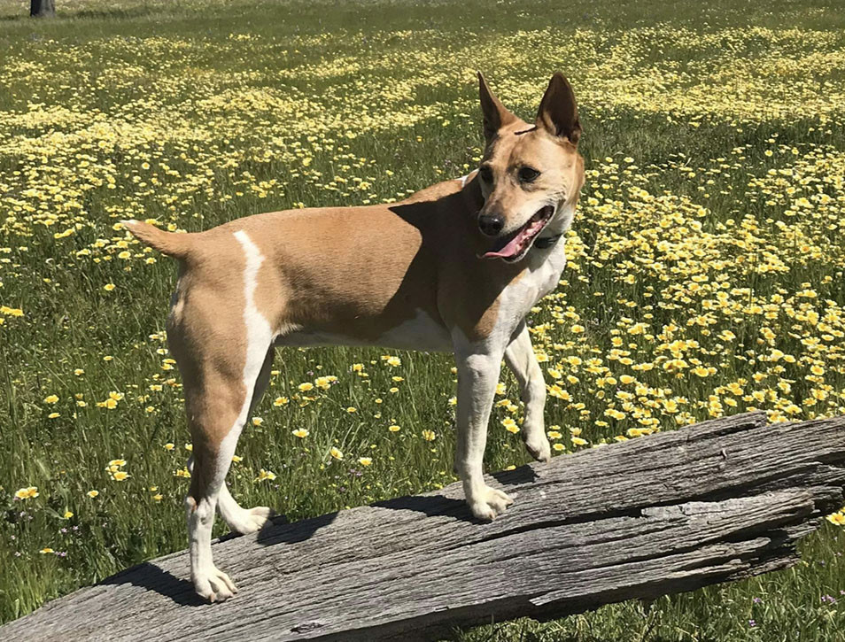 Photo of Decker's Ginger